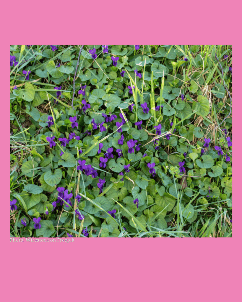 Purple-blooming mazus reptans ground cover spreading through a moist, shaded garden bed.