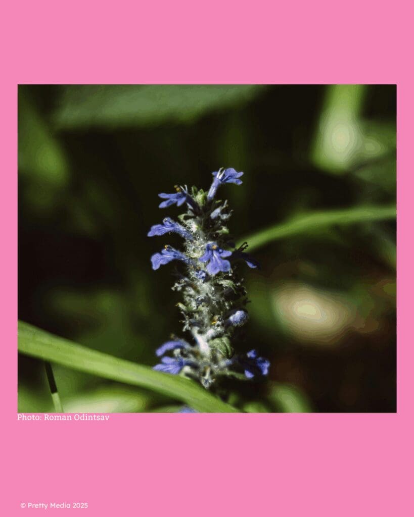 Ajuga bugleweed ground cover with deep purple flowers and glossy green foliage in a landscaped yard.