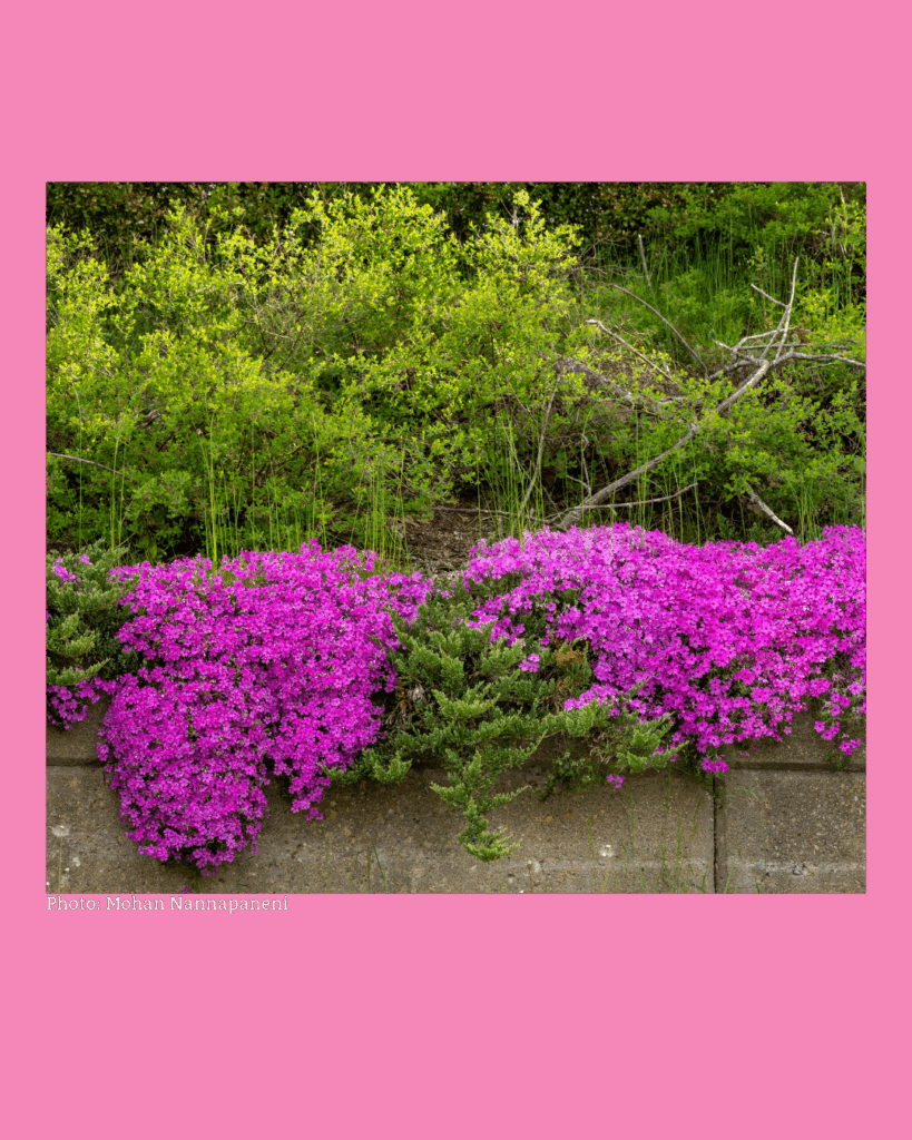 Tips for selecting the right ground cover plants based on USDA growing zones, with a background of mixed garden blooms