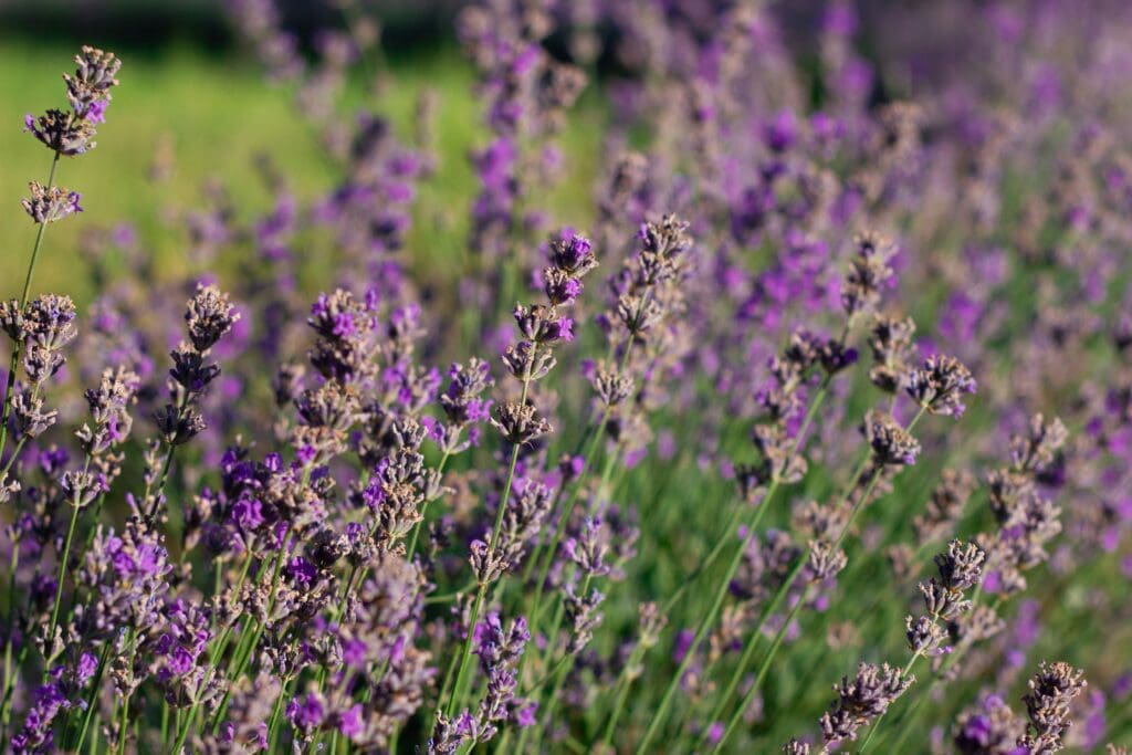 A field of lavender, one of the plants making a comeback in 2026