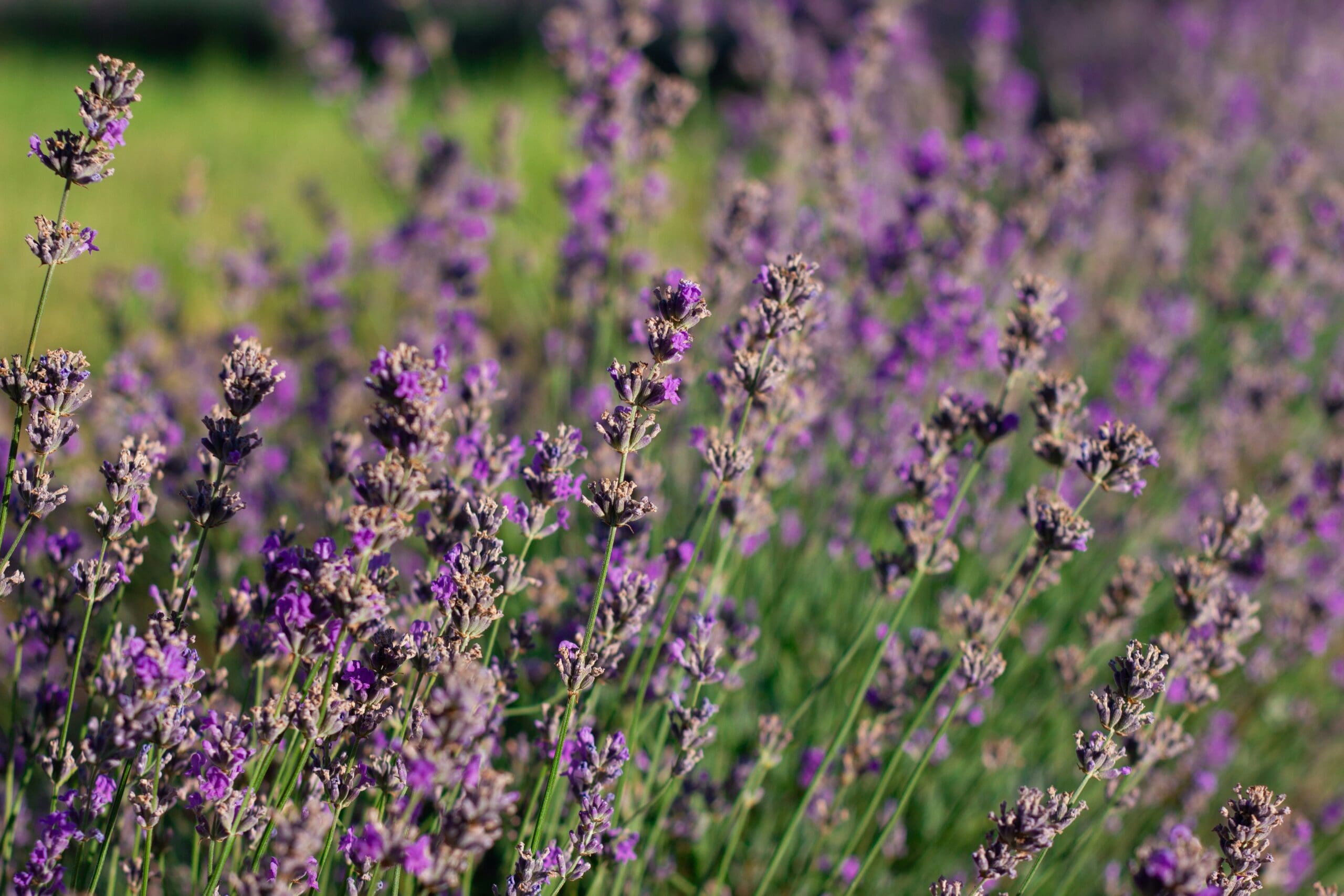 A field of lavender