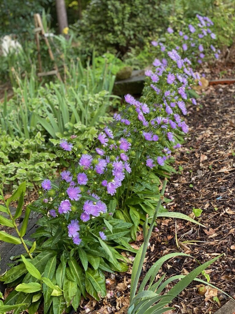 purple flowers