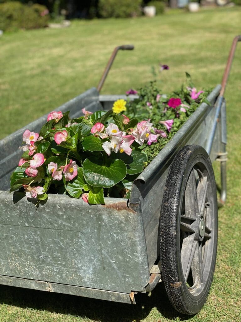 wheelbarrow with flowers