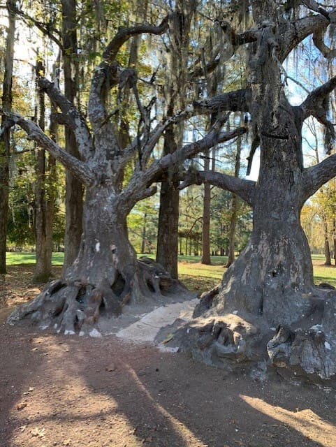 dark forest from Big Fish movie