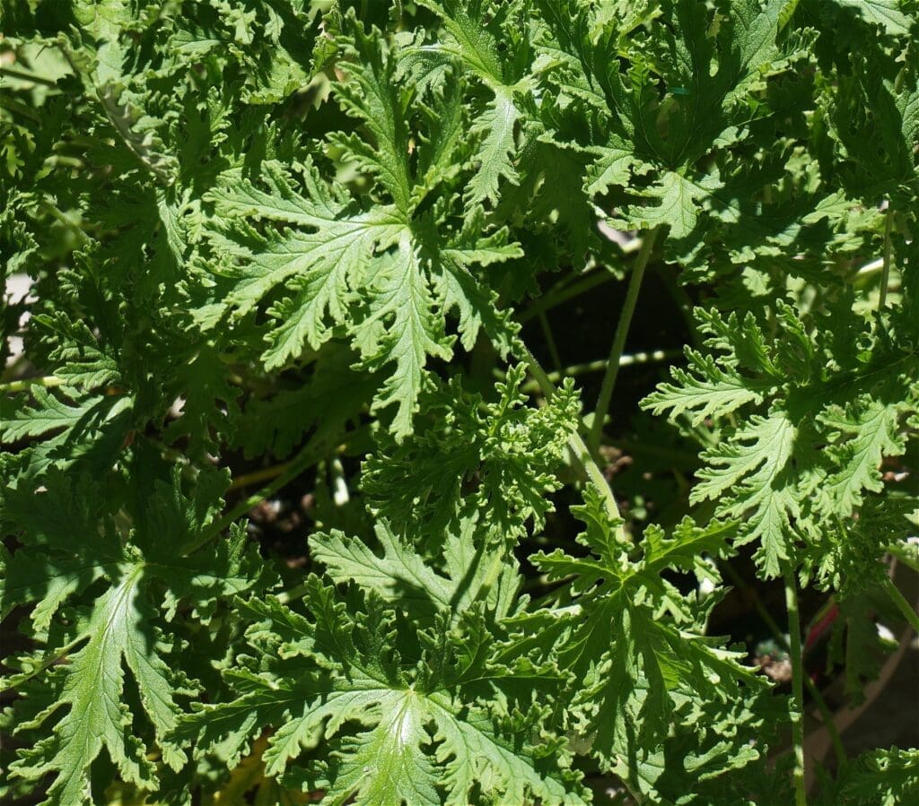 citronella plant