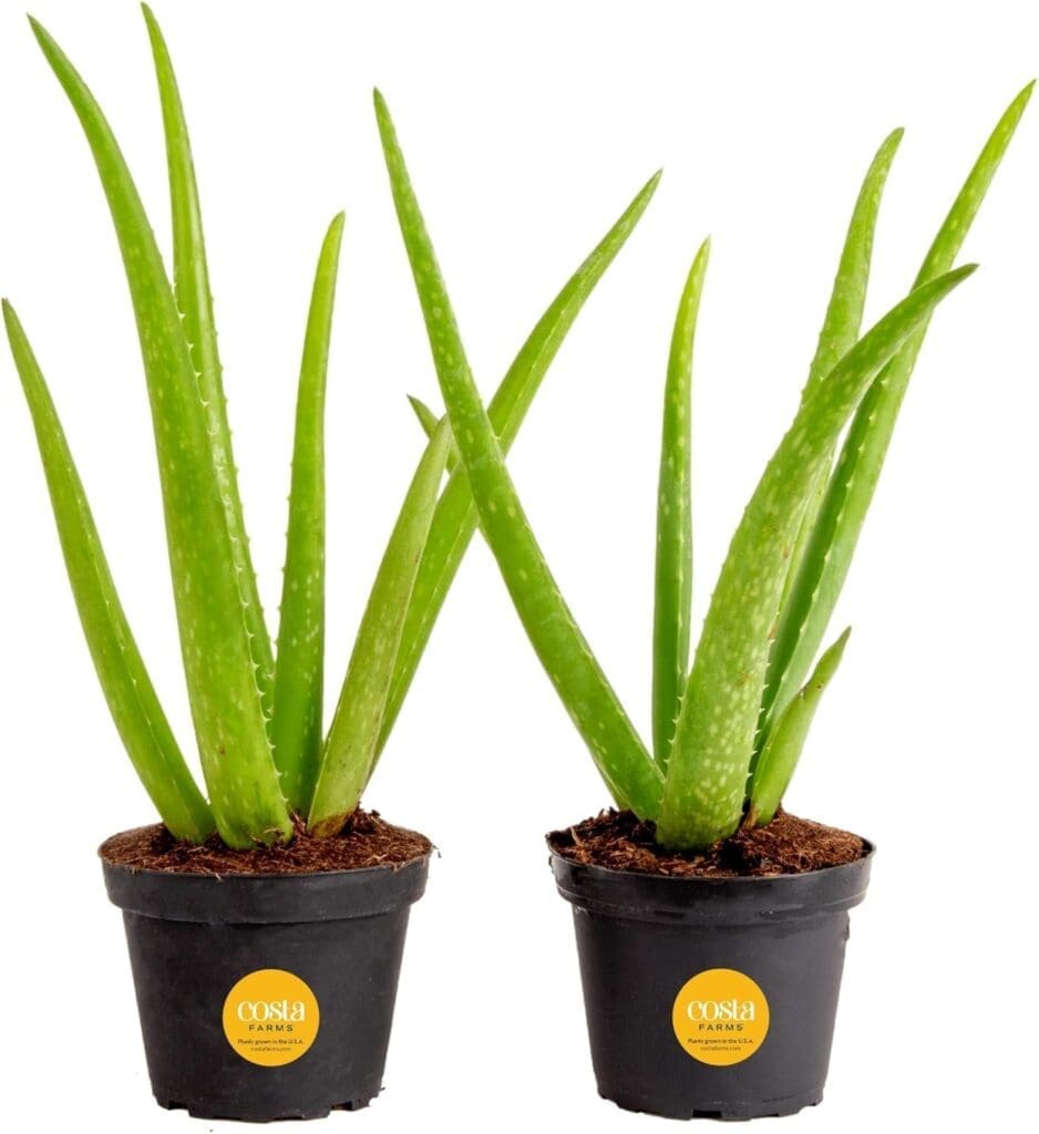 aloe vera plants