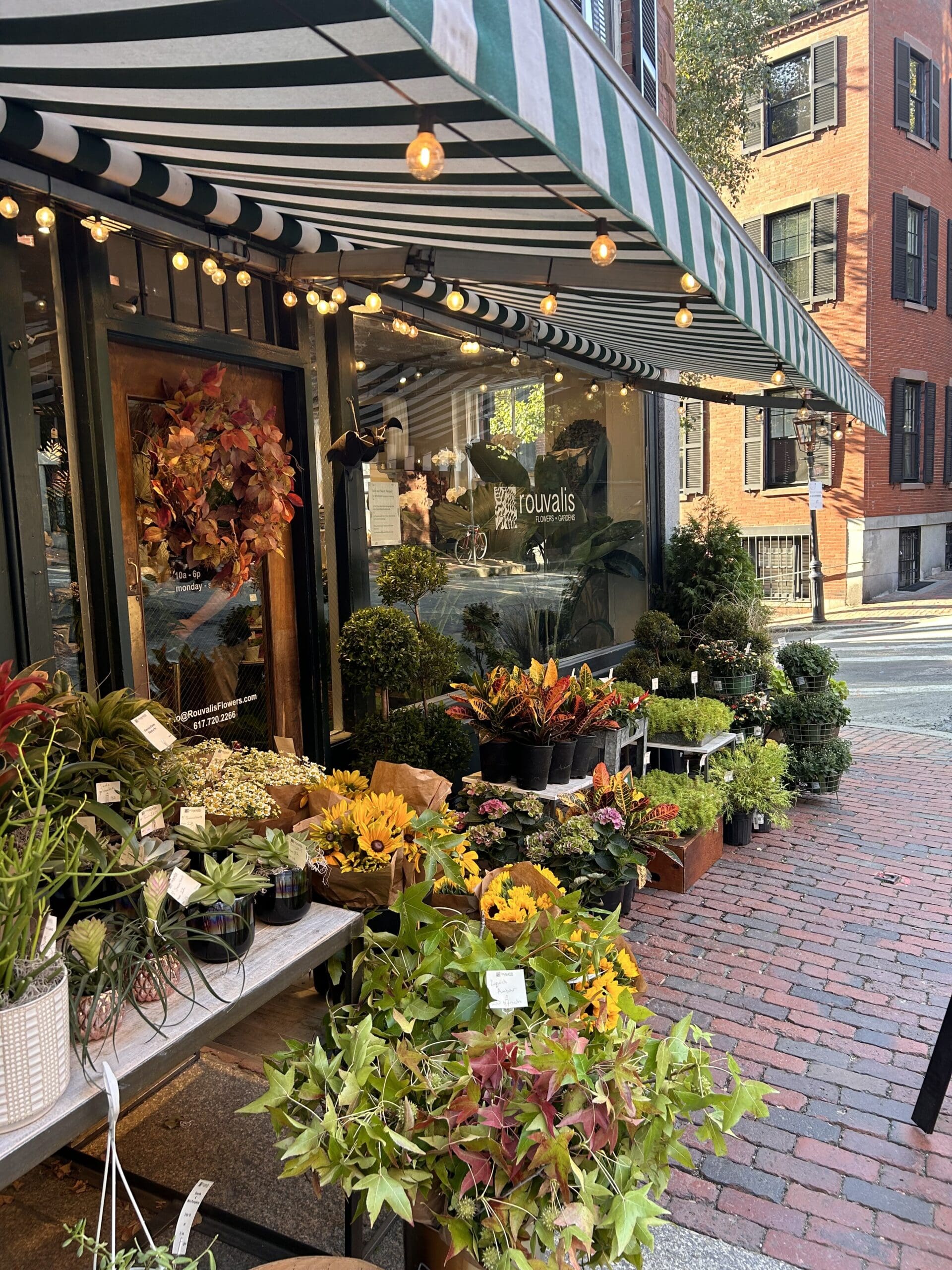 fall flowers and plants for your garden