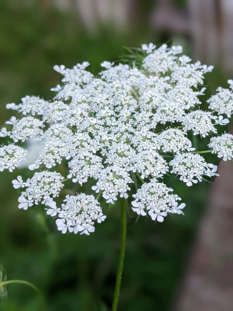 Queen Anne's Lace