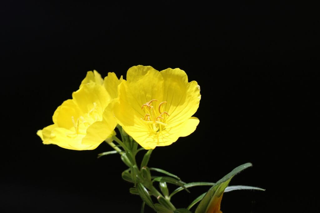 evening primrose