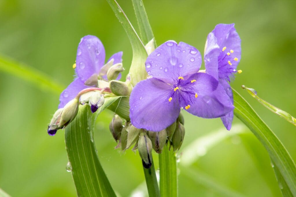 Virginia spiderwort