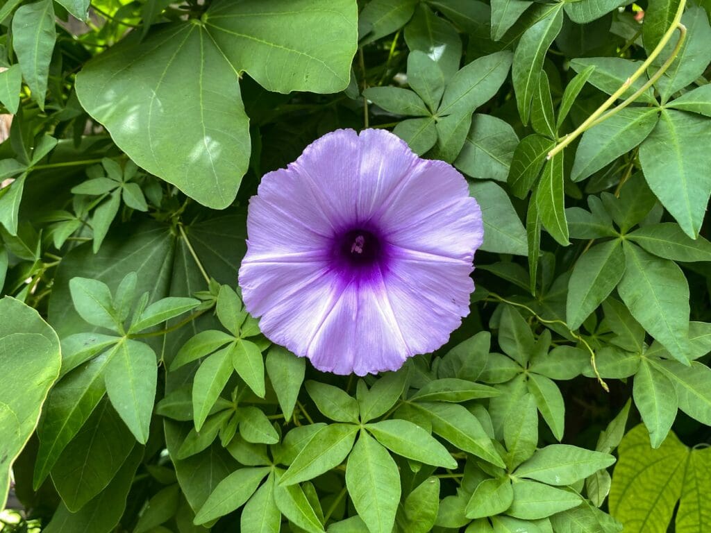 morning glory