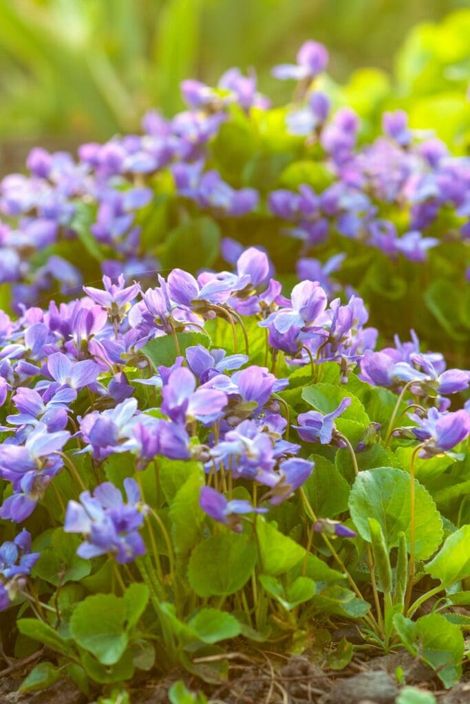 common blue violet