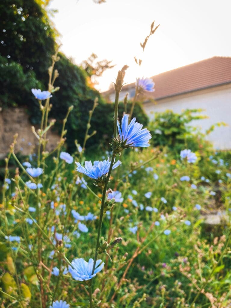 chicory